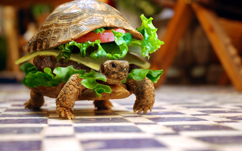 tortoise with burger sandwich