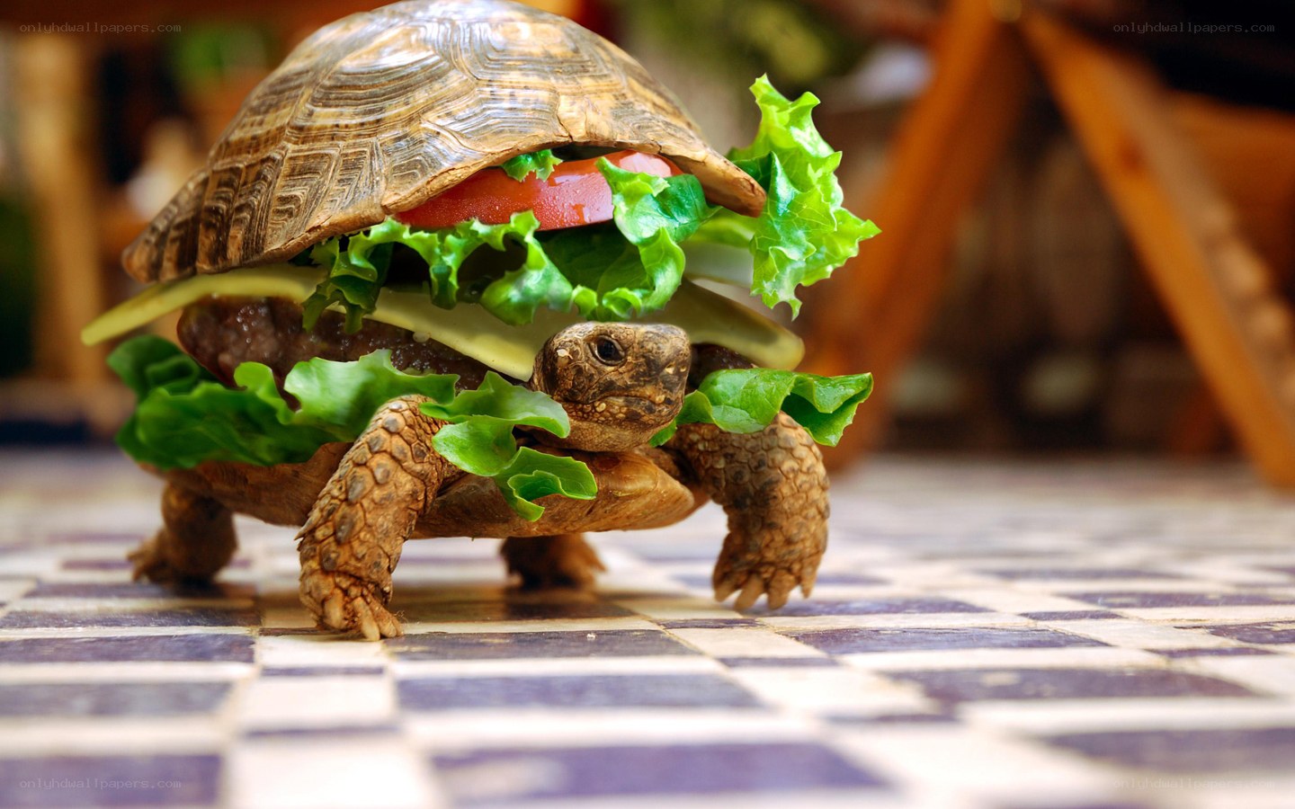 tortoise with burger sandwich