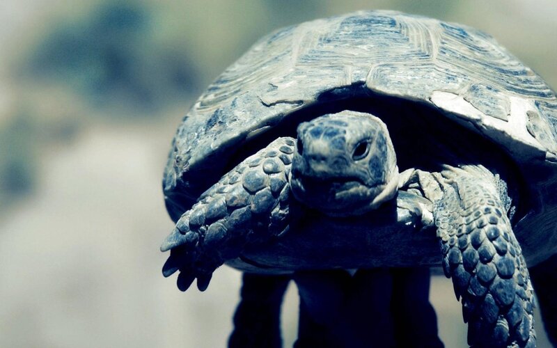Tortoise with Extended Neck — Gray