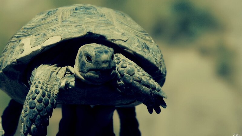 tortoise with extended neck