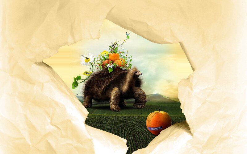 Tortoise with Fruit