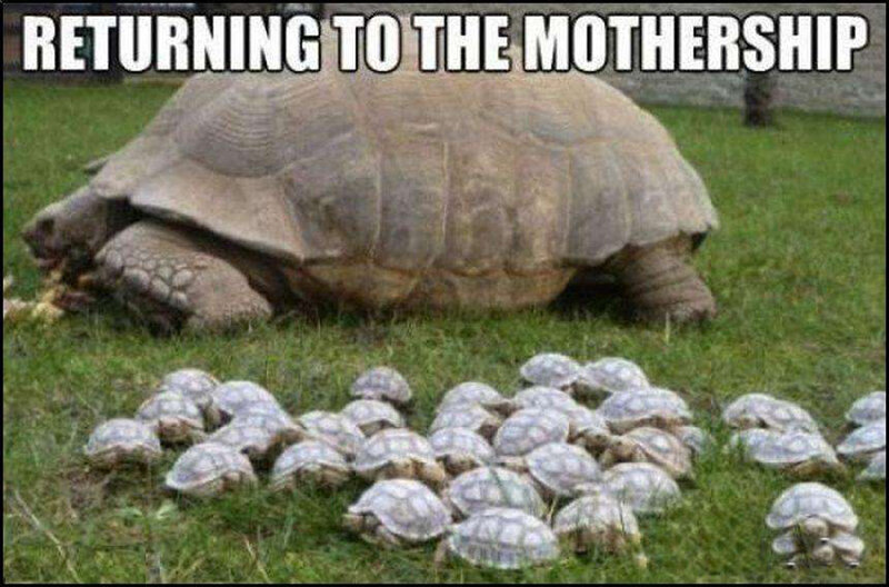 Tortoise with Hatchlings