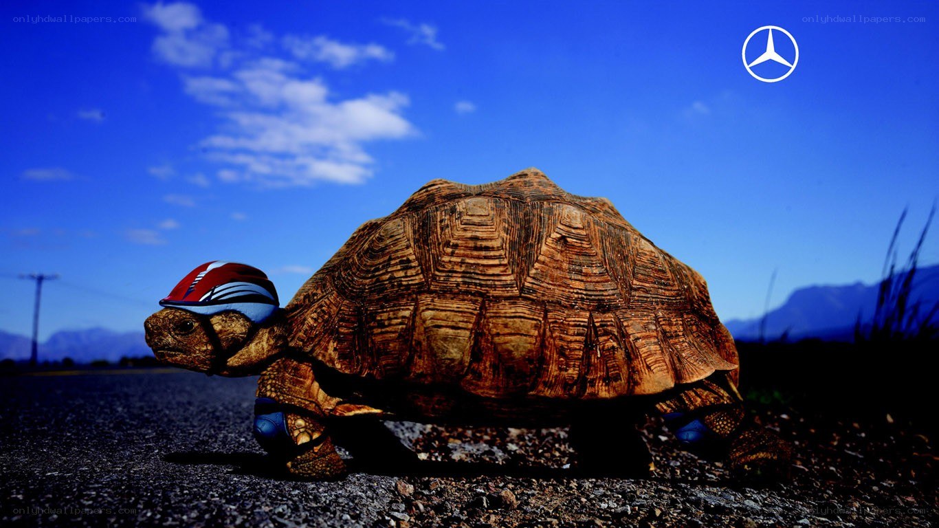 tortoise with helmet on road