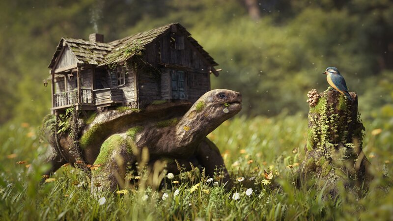 Tortoise with House