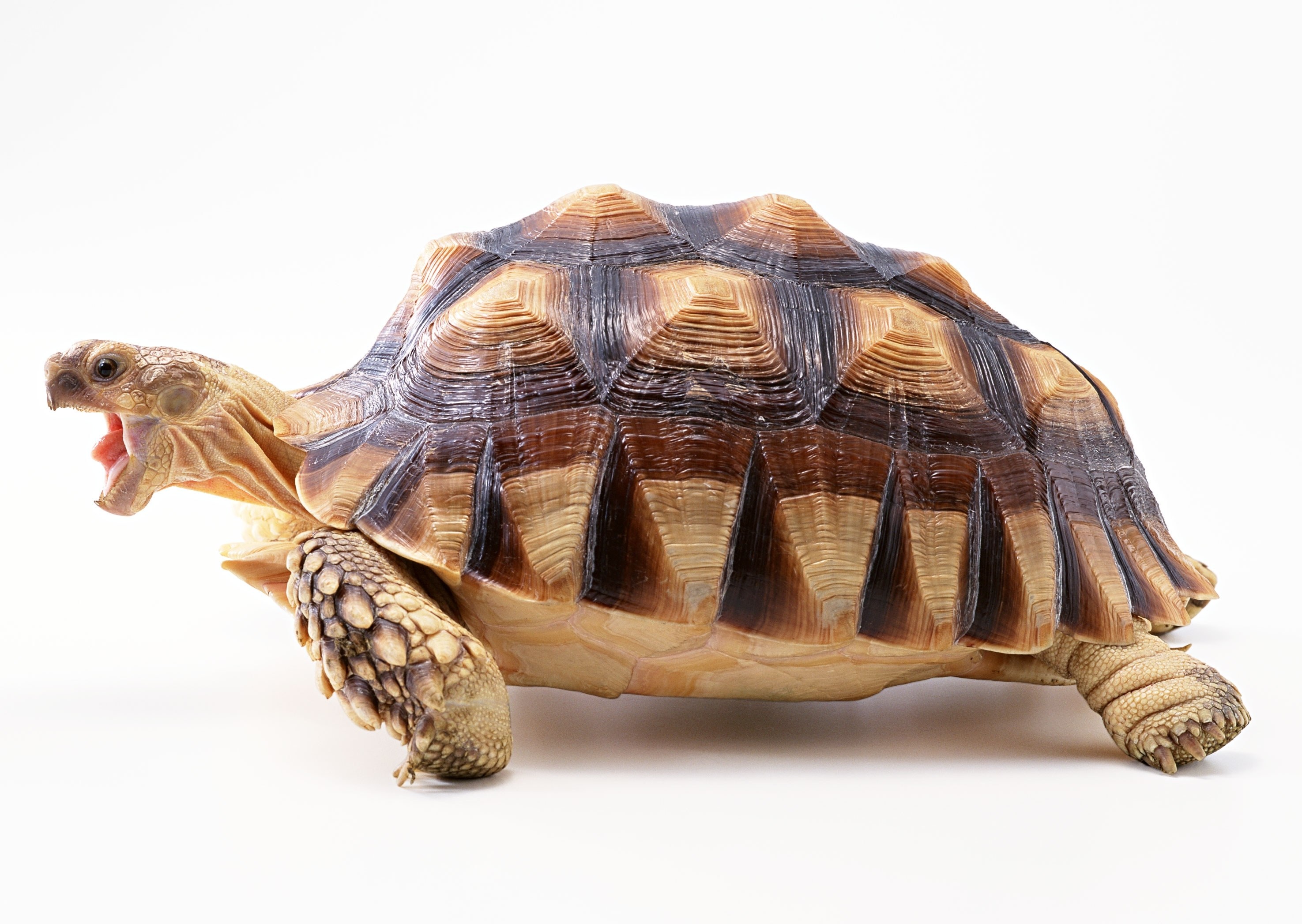 tortoise with open mouth