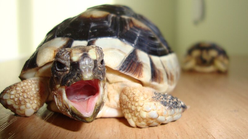 tortoise with open mouth