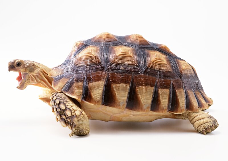 Tortoise with Open Mouth — Brown