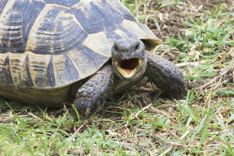 tortoise with open mouth