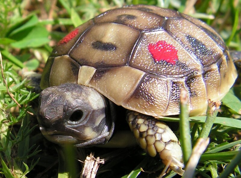 Tortoise with Red Markings
