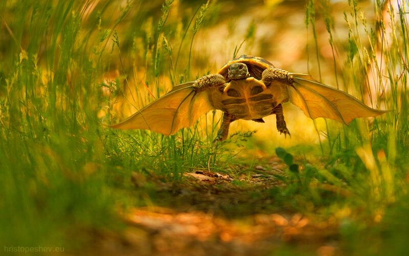 Tortoise with Wings
