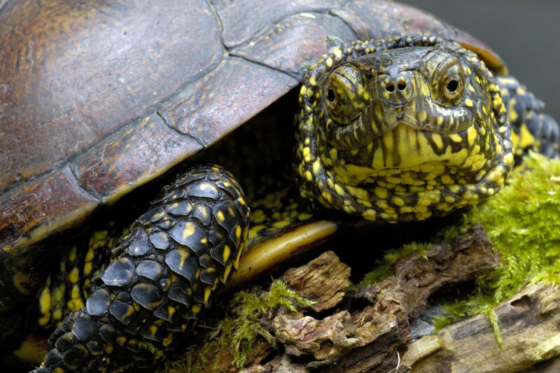 tortoise with yellow markings