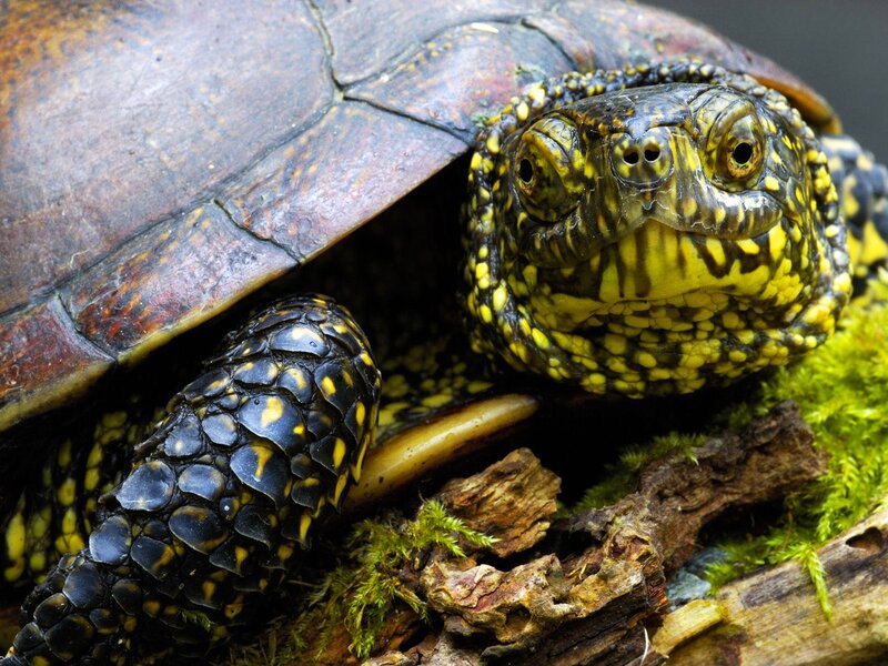 tortoise with yellow markings