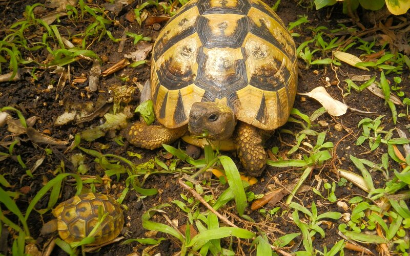 Tortoises in Grass