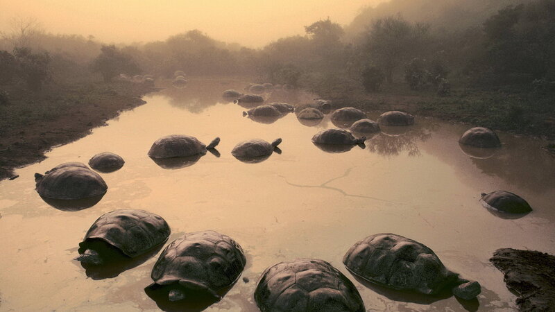 Tortoises in Water