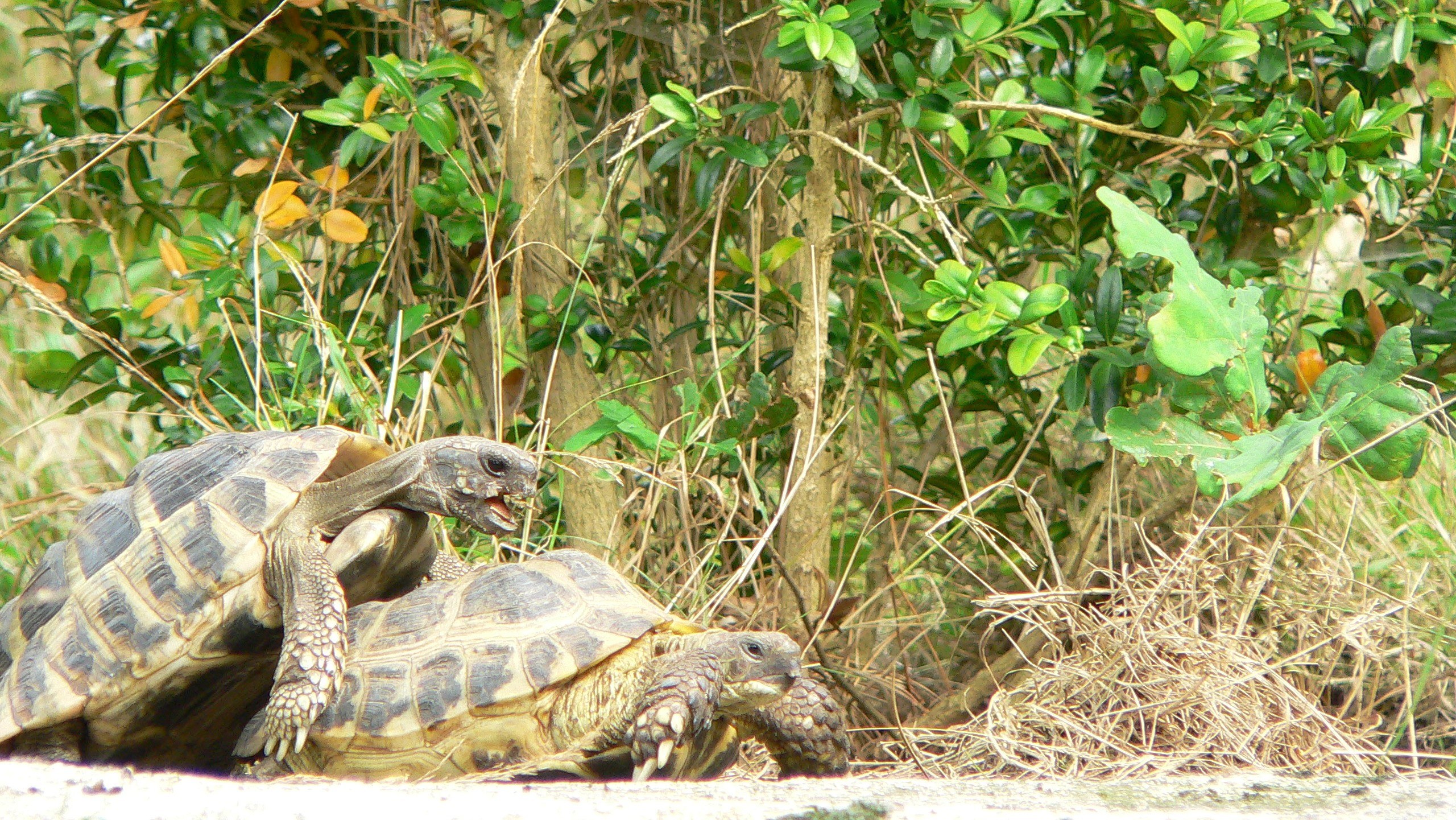 Tortoises mating in the wild