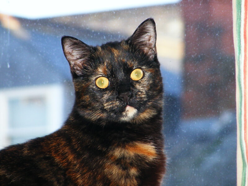tortoiseshell cat at window