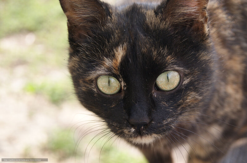 Tortoiseshell Cat — Black, Calm, Afternoon, Photograph, Eyes