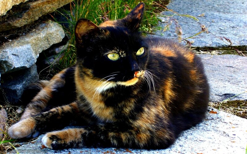 Tortoiseshell Cat — Black, Calm, Afternoon, Photograph, Rocks
