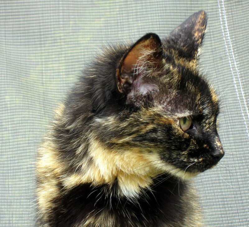 Tortoiseshell Cat — Black, Calm, Afternoon, Photograph, Screen