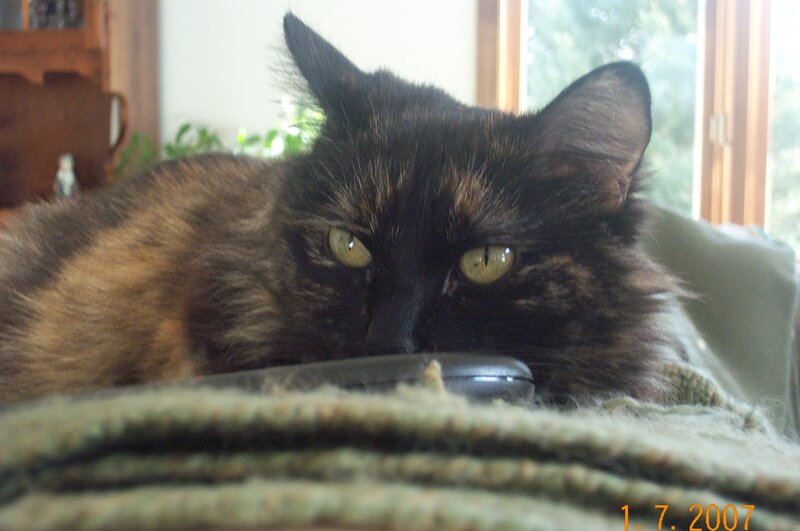Tortoiseshell Cat — Black, Calm, Afternoon, Photograph
