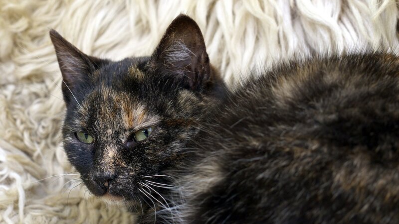 Tortoiseshell Cat — Black, Calm, Photograph, Fur
