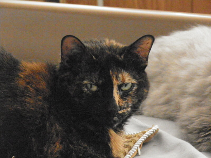 Tortoiseshell Cat — Black, Calm, Photograph