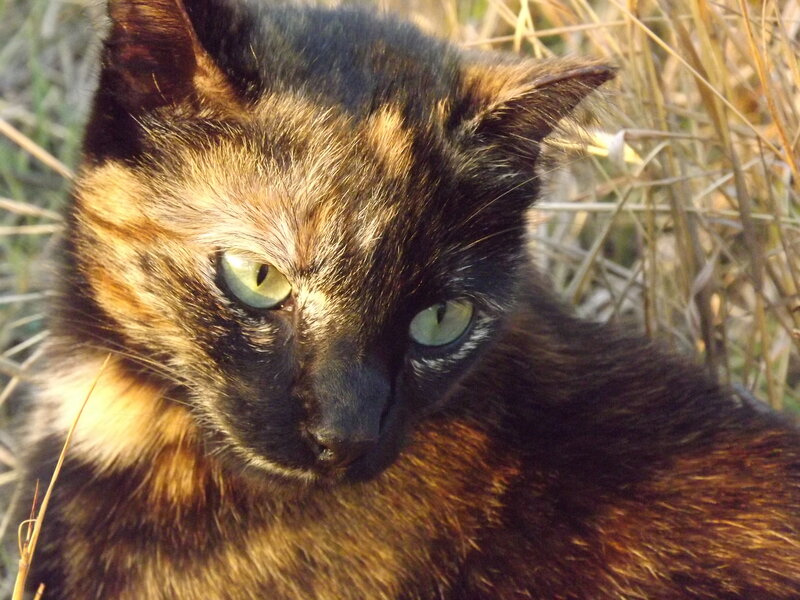 Tortoiseshell Cat — Black, Calm, Sunset