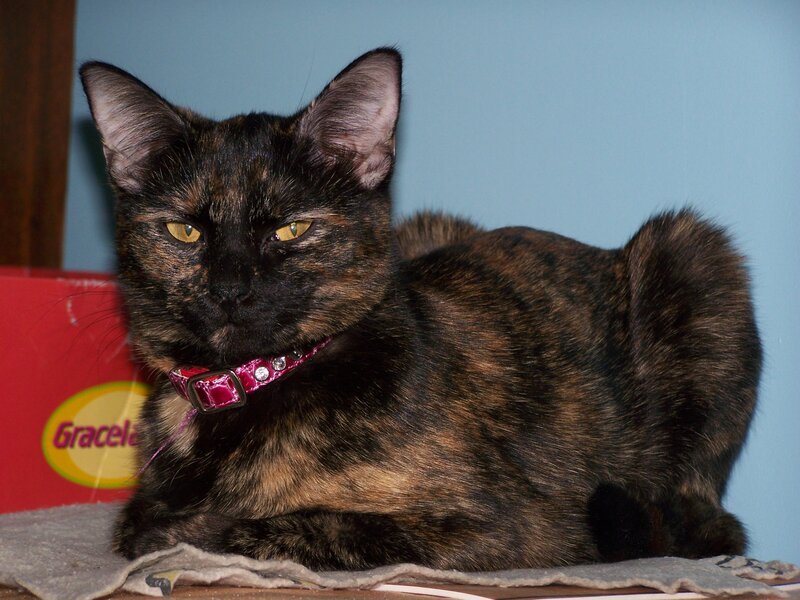 Tortoiseshell Cat — Black, Calm