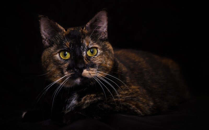 Tortoiseshell Cat — Black, Dramatic