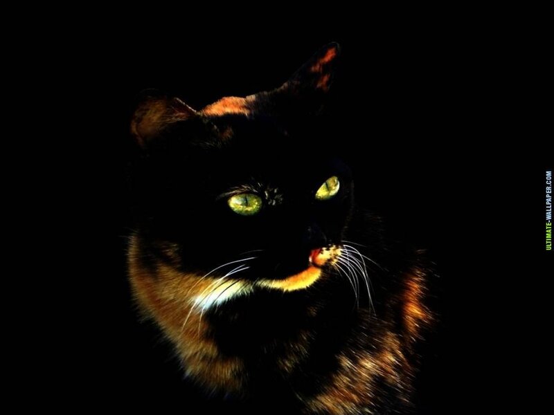 Tortoiseshell Cat — Black