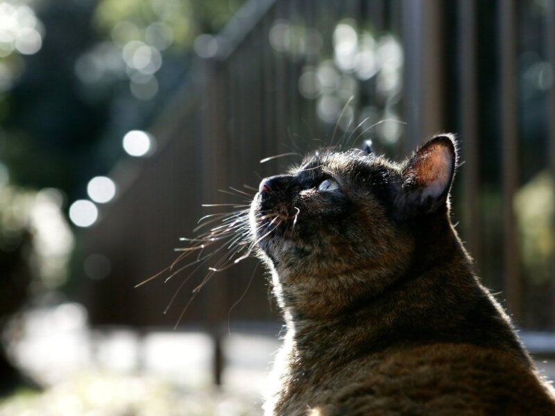 Tortoiseshell Cat — Brown, Calm, Afternoon