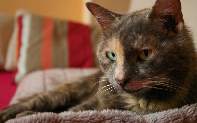 Tortoiseshell Cat — Brown, Calm, Photograph, Pillow