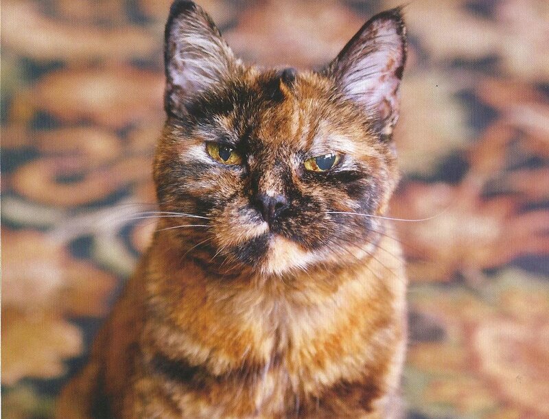 Tortoiseshell Cat — Brown, Calm, Photograph