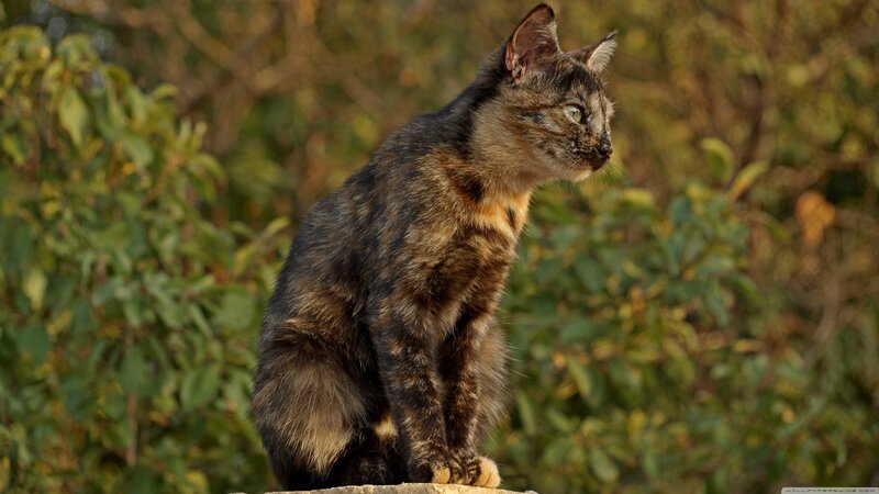 Tortoiseshell Cat — Brown, Calm, Sunset