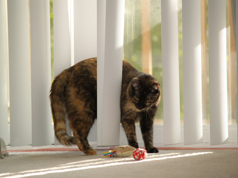 Tortoiseshell Cat — Brown, Calm