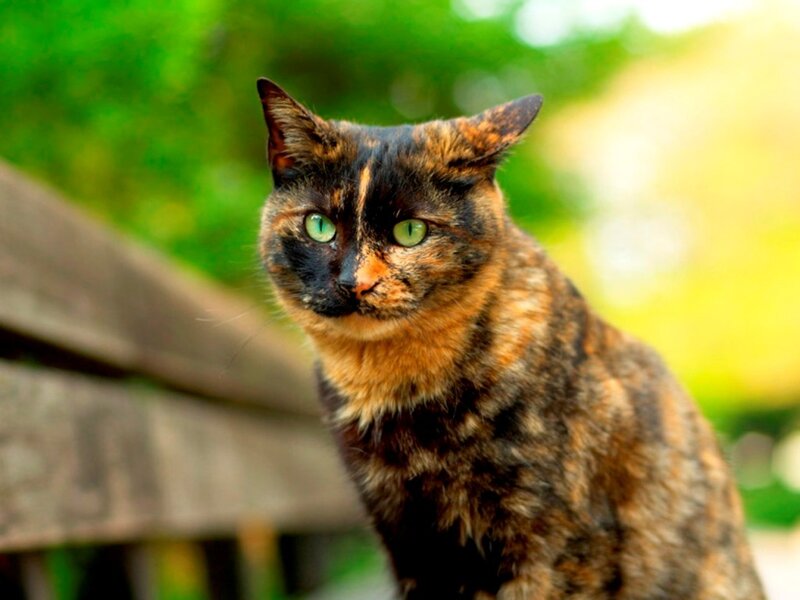 Tortoiseshell Cat — Brown