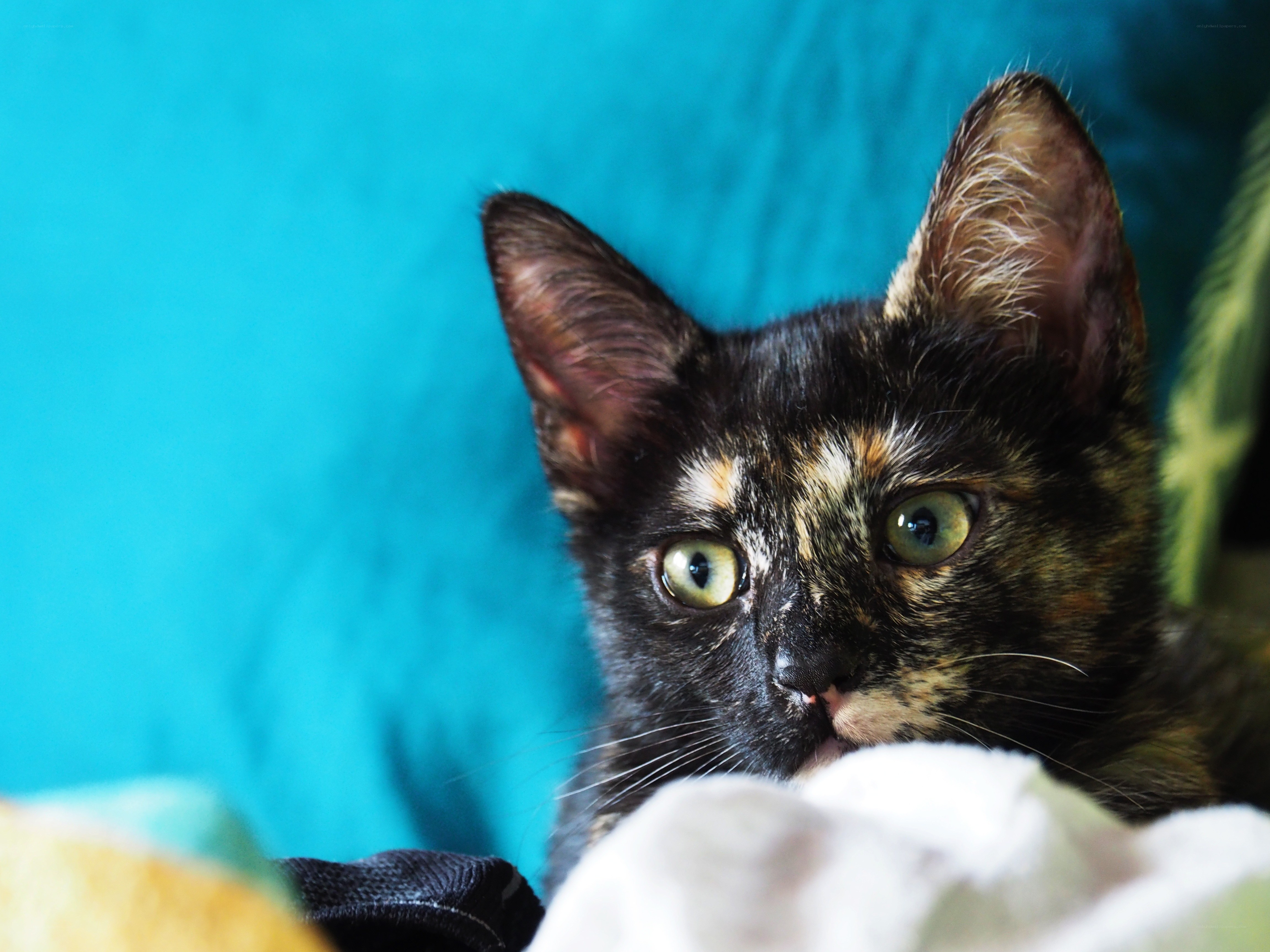 tortoiseshell cat close-up