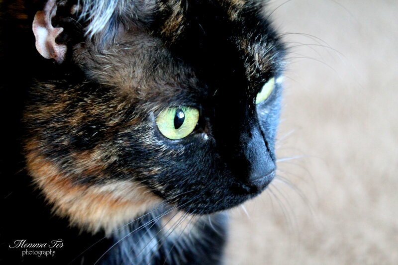 Tortoiseshell Cat Face