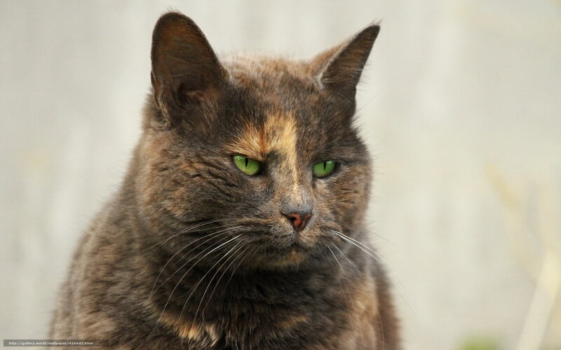 Tortoiseshell Cat — Gray, Neutral, Photograph