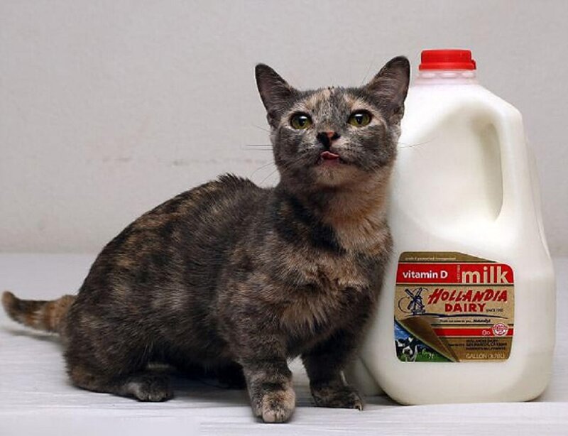 Tortoiseshell Cat — Gray, Neutral