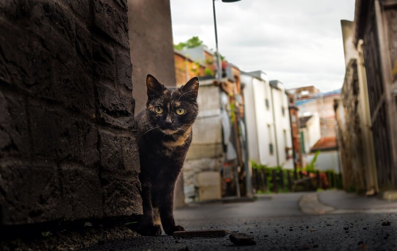 Tortoiseshell Cat in Alley