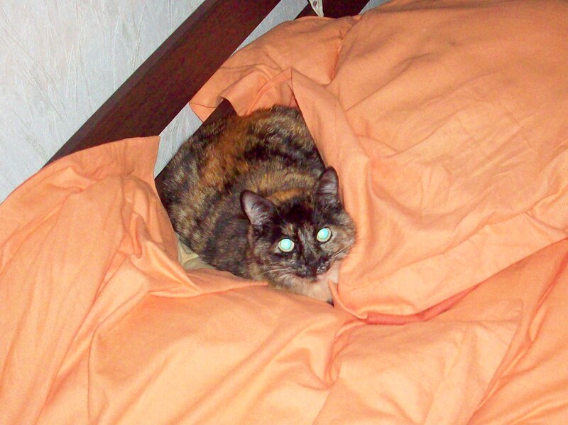 Tortoiseshell Cat in Blanket — Orange
