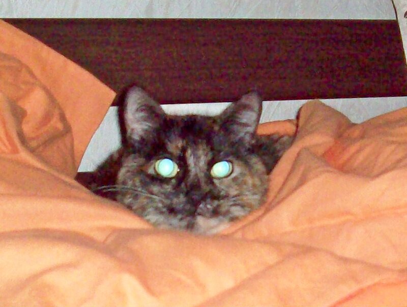 Tortoiseshell Cat in Blanket