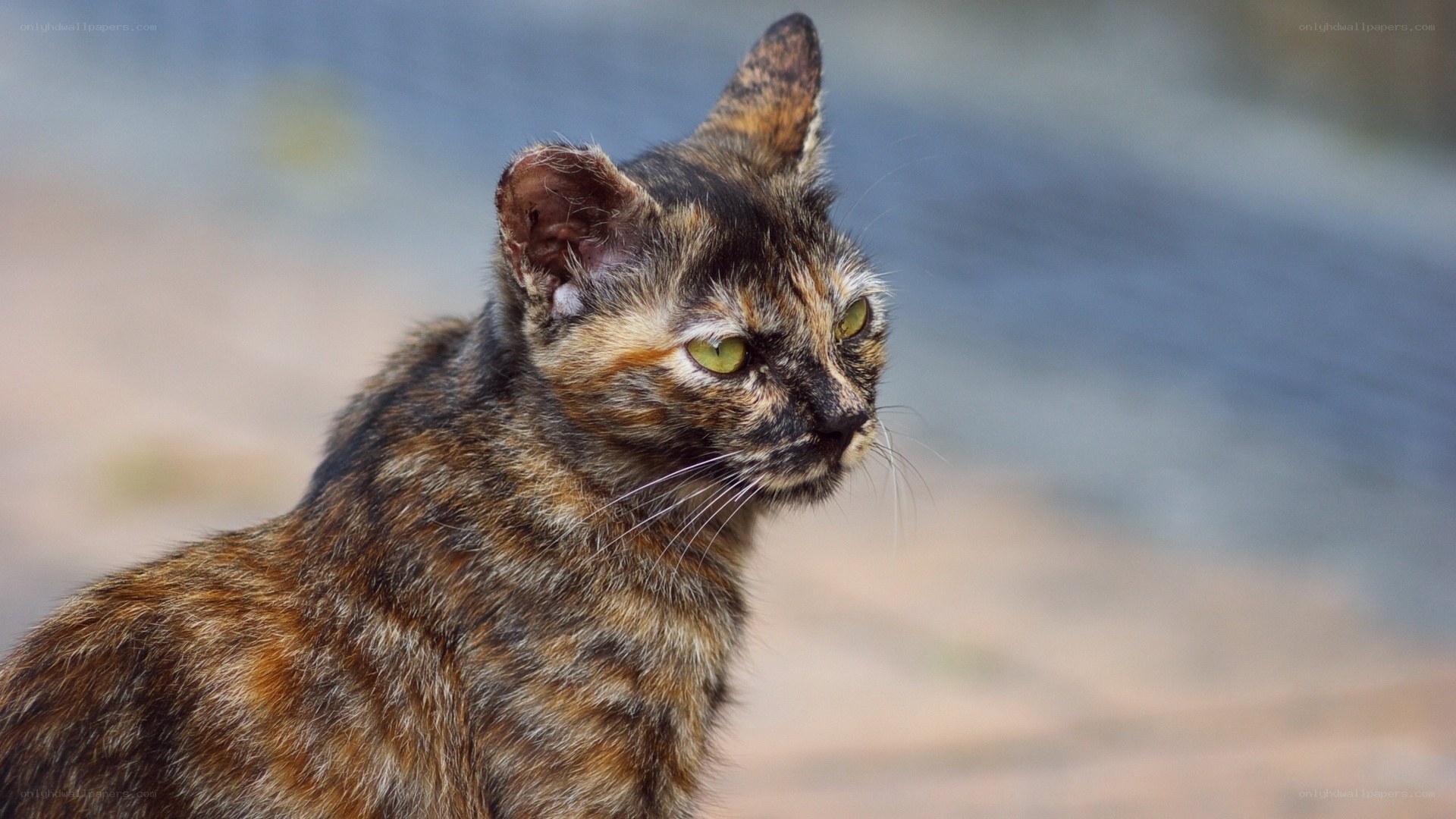 tortoiseshell cat in profile