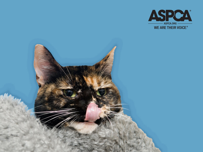 Tortoiseshell cat licking