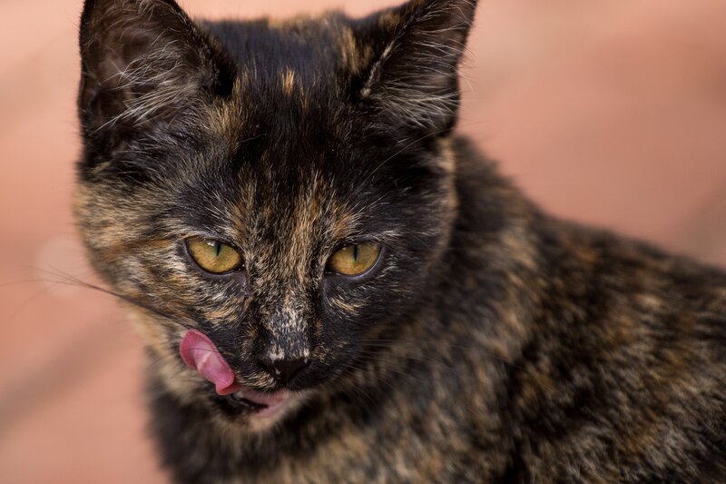tortoiseshell cat licking