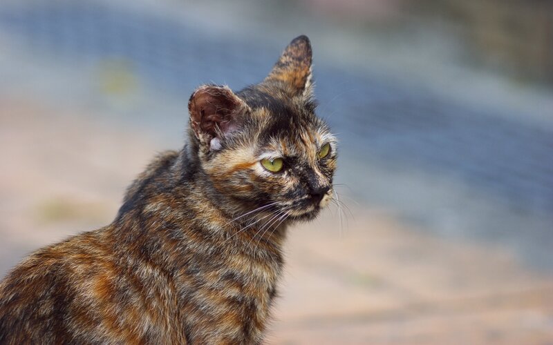 tortoiseshell cat looking away