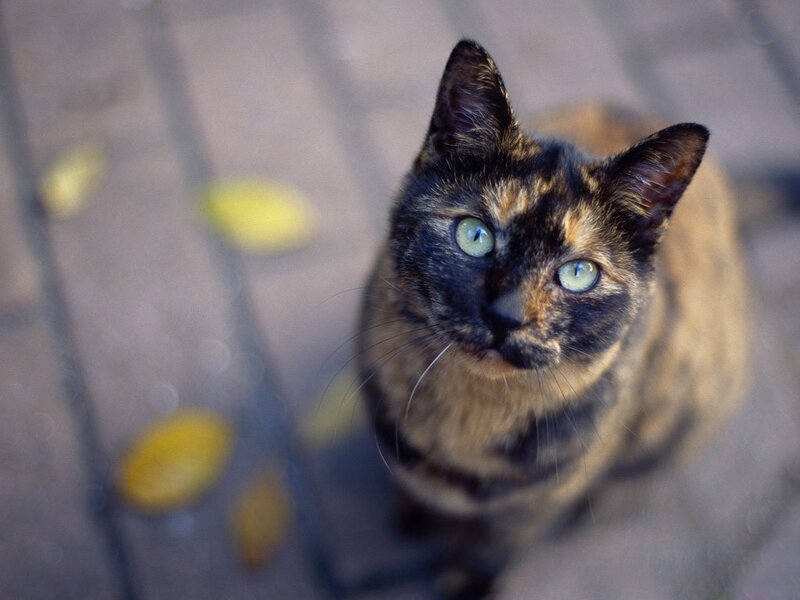 tortoiseshell cat looking up