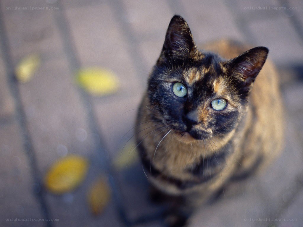 tortoiseshell cat looking up