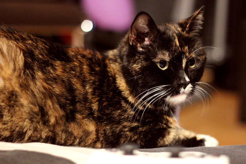 Tortoiseshell Cat Lying — Black